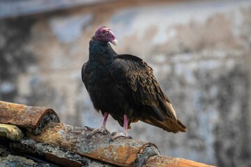 Wall Mural - American Black Vulture on rooftop