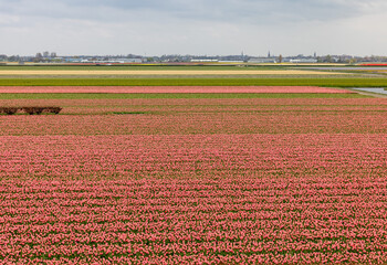 Wall Mural - Fields of blooming hyacints near Lisse in the Netherlands