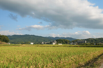 Wall Mural - Autumn rural landscape, rice just before harvest, agricultural success