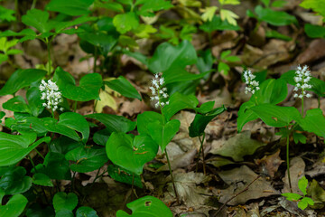 Wall Mural - Maianthemum bifolium or false lily of the valley or May lily is often a localized common rhizomatous flowering plant. Growing in the forest