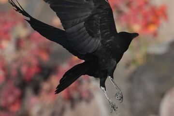 Poster - crow in a field