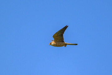 Poster - A female red footed falcon in flight