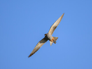 Poster - A male red footed falcon in flight