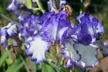 Wall Mural - Tall bearded iris Blue Staccato flowers