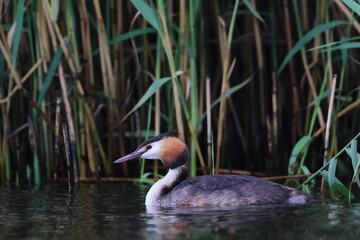 Wall Mural - grebe