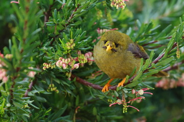 Wall Mural - bellbird