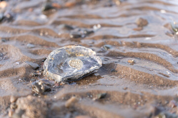 seashell on the sand