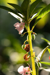 Wall Mural - Impatiens balsamina flower and fruits on natural background.