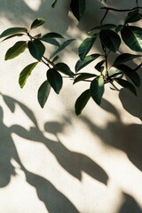 Sticker - A green leaf casts a shadow on a wall, a simple yet striking scene