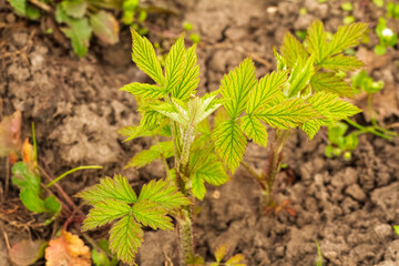 Wall Mural - New leaves of a raspberry bush growing in the spring garden.