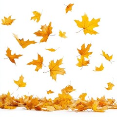 Aufkleber - Golden Autumn: A cascade of vibrant maple leaves gracefully descend, blanketing the ground in a warm, inviting carpet.