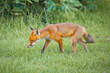 © Austockphoto - A European Red Fox in a rural Australian backyard