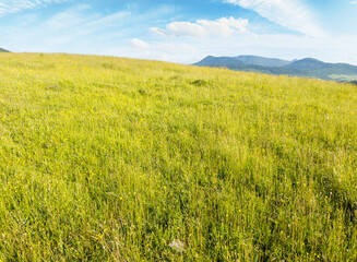 Wall Mural - mountainous countryside landscape in summer. beautiful view. grassy meadow on top of a hill. distant