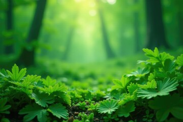 Wall Mural - Emerald foliage amidst misty morning dew drops, green, forest