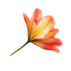 Wall Mural - flower advertisement isolated on white background full depth of field