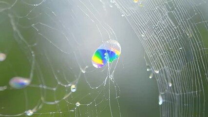 Captivating colors in a dew drop on spider silk