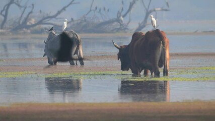 Wall Mural - Cattle Wading with Birds Resting