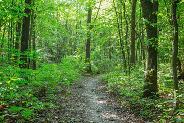 Naklejka na meble Path in green summer forest