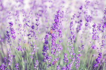 Wall Mural - Selective focus on the lavender flower in the flower garden - lavender flowers lit by sunlight.