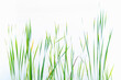 © Tetra Images - Cattail reeds in lake mist