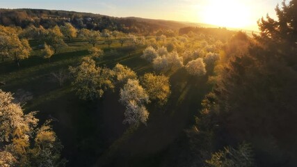 Wall Mural - dynamic flying over idyllic rural landscape at sunrise towards the sun. fpv drone moving low and fas