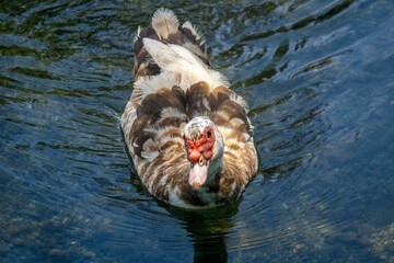 Wall Mural - A Muscovy duck swimming in clear water, showcasing its unique plumage and red facial features.