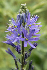 Wall Mural - Camassia leichtlinii Caerulea flower in a garden