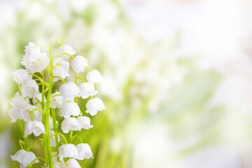 Wall Mural - blurred floral natural background. soft focus. spring landscape. flowers lily of the valley