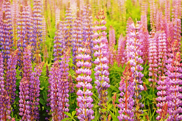 Wall Mural - Colorful bunch of lupines flower background or greeting card. Summer meadow with blooming lupins.