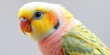 © chaowalit - Cockatiel's Delight: A Close-Up of Avian Charm