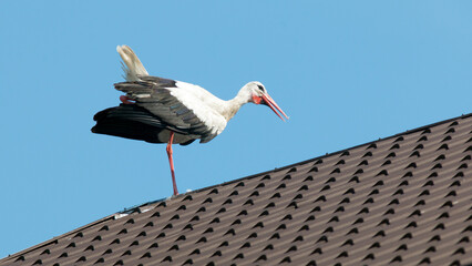 Wall Mural - stork on the roof