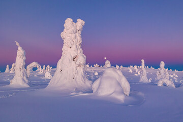 Sticker - snow covered trees