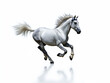 © dibas99 - Majestic white horse galloping gracefully across a pristine white background in a dramatic display of energy and elegance