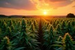 © Withun - Soft orange hues illuminate a sea of cannabis crops, sea, sunset, agriculture