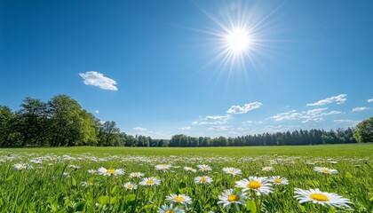 Canvas Print - Sunny Meadow in Bloom A Panoramic View of Daisies, Lush Green Grass, and a Clear Blue Sky