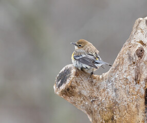 Wall Mural - yellow rumped warbler on stump 