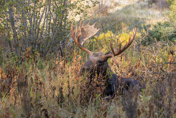 Wall Mural - Bull Moose in Autumn in Grand Teton National Park Wyoming