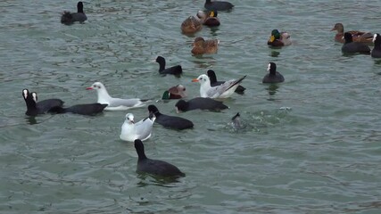 Wall Mural - Seagulls and ducks collect food in the water in the estuary, Ukraine