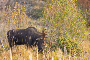 Wall Mural - Bull Moose in Autumn in Grand Teton National Park Wyoming