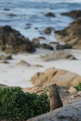 Wall Mural - Squirrel by the Beach