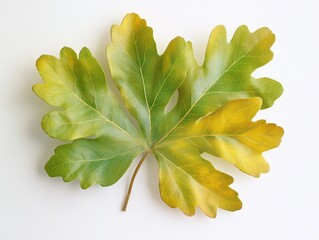 Poster - Autumn-toned leaf in natural lighting.