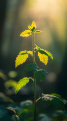 Aufkleber - Young verdant seedling growing amid lush forest foliage, sunlight streaming through dense woodland canopy