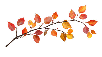 Leinwandbilder - Autumn branch displaying vibrant red, orange foliage, backlit against transparent backdrop