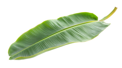Poster - Vibrant green banana leaf isolated on a transparent background, showcasing its natural beauty and tropical essence