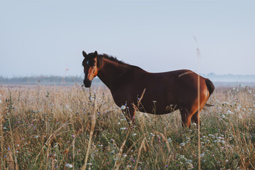 Wall Mural - Bay village horse stands in tall grass on the background of the mist