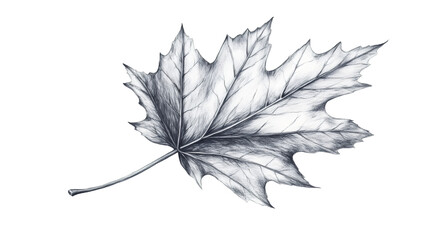 Leinwandbilder - Detailed pencil drawing of a maple leaf isolated on transparent background, perfect for nature-themed projects