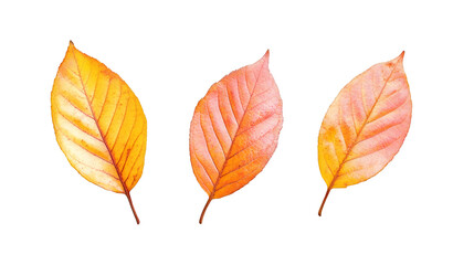 Leinwandbilder - Vibrant hues of orange and yellow paint these autumn leaves, isolated on a transparent background, ready for your creative projects