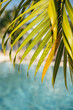 © ADDICTIVE STOCK - Tropical palm leaves over tranquil blue water