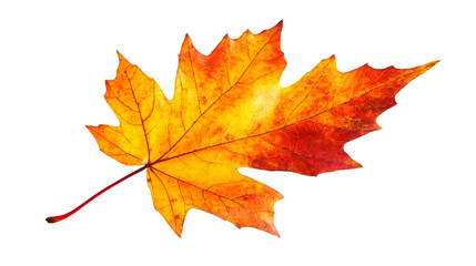 Leinwandbilder - Colorful maple leaf floating against transparent backdrop, highlighting autumn's rich orange, yellow, and red tones