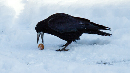 Wall Mural - crow on the ground